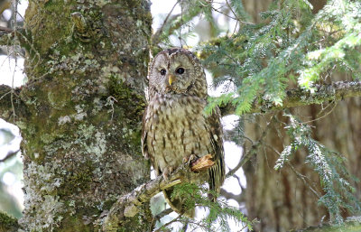 Per Davids Owl.