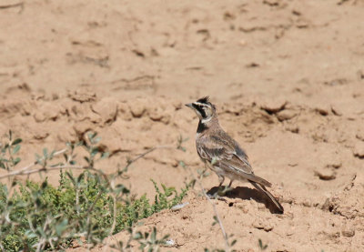 Shore Lark 