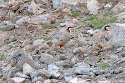 Przevalskis partridge, Alectoris magna
