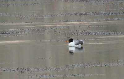 Pallas's gull (larus ichthyaetus)