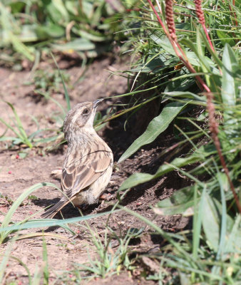 brown accentor (Prunella fulvescens)