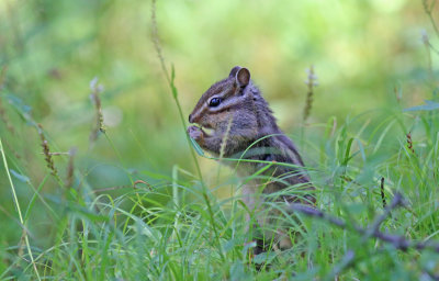 swinhoes striped squirrel