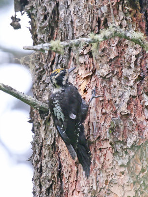 three-toed woodpecker