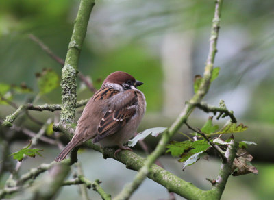 tree sparrow