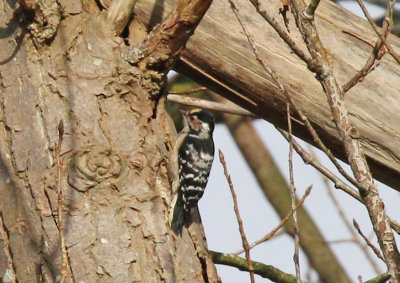 female lesser spotted woodpecker