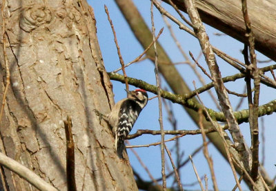 male lesser spotted woodpecker