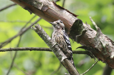 juvenile three toed woodpecker.