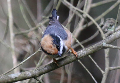 black throated tit