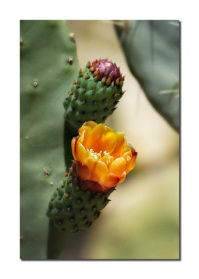 Cactus Blossoms