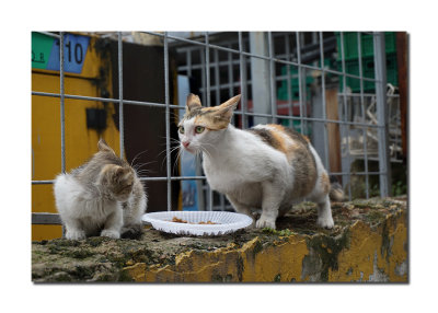 Stray Cats in Turkey