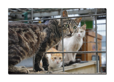 Stray Cats in Turkey