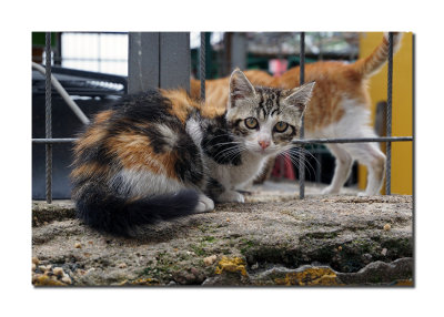 Stray Cats in Turkey