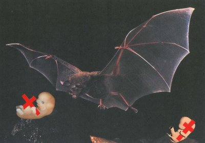 Embryo-Eating Bat