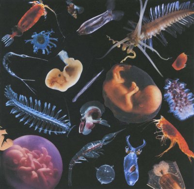 Zooplankton and Fetalplankton