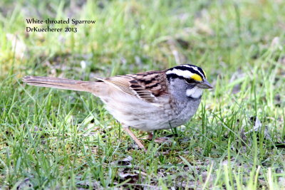 White-throated Sparrow