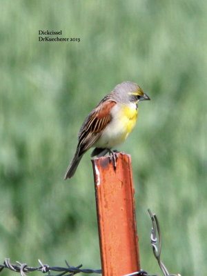 Dickcissel 