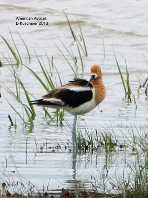 American Avocet
