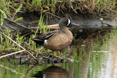 Blue-winged Teal 