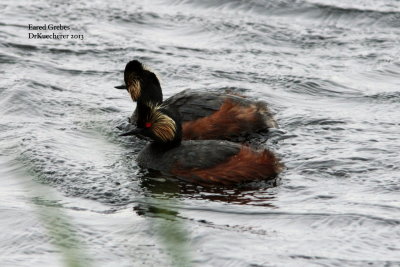 Eared Grebes 