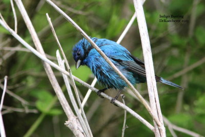 Cardinals, Tanagers, Buntings, Grosbeaks