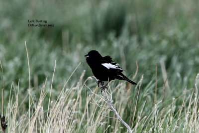 Lark Bunting