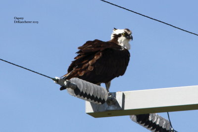 Osprey 