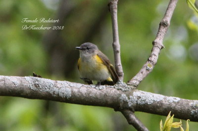Redstart, Female