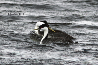 Western Grebes 