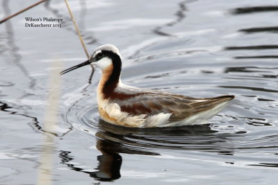 Wilsons Phalarope 