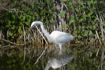 Egret Great 
