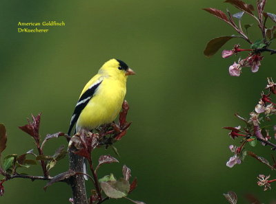 Goldfinch American 