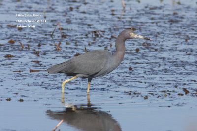 Little Blue Heron 