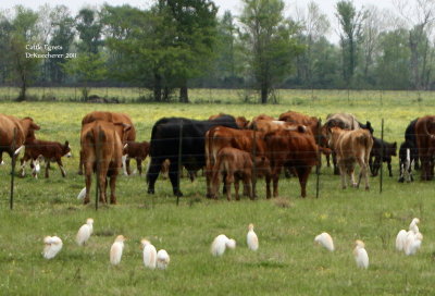 View Cattle Egrets with cattle 