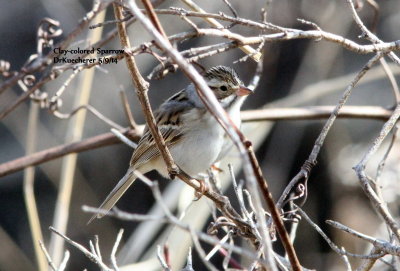 Clay-colored Sparrow