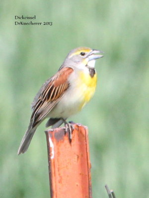 Dickcissel 