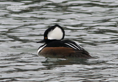 Ducks Geese Grebes