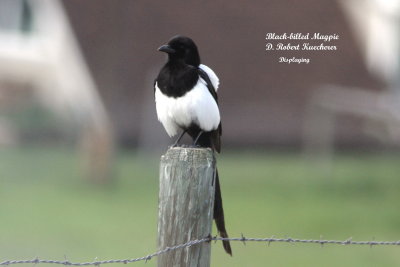 Jays, Crows, Ravens