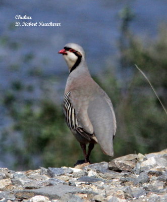 Pheasants, Grouse, Turkeys, Doves