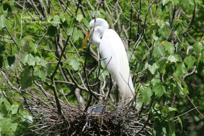 Herons, Egrets, Bitterns, Ibis, cranes