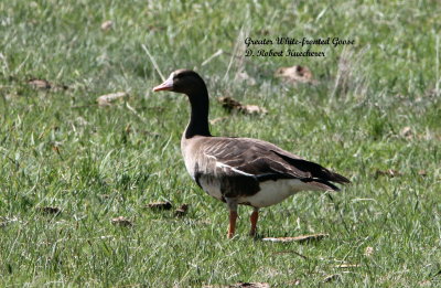 Greater White-fronted Goose