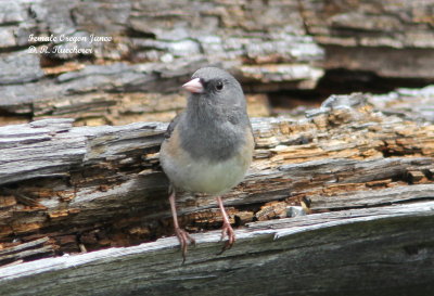 Oregon Junco, Female