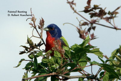 Cardinals, Tanagers, Buntings, Grosbeaks