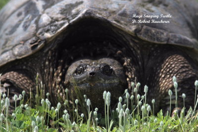 Snapping Turtle, huge