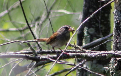 Swamp Sparrow with food