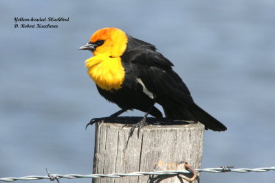 Blackbirds,Orioles, Meadowlarks