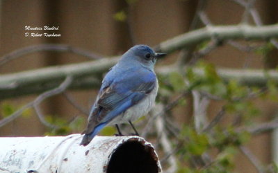 Thrushes, Mimics