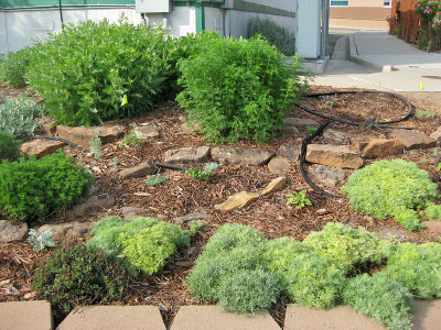 Artemisia Garden West (0502L)