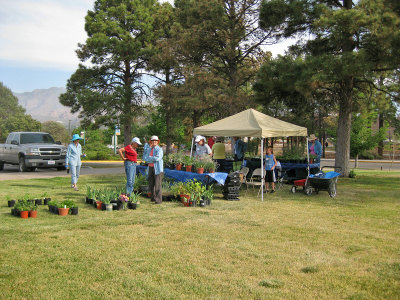 LAMG Fair Plant Sale Area (0508L)