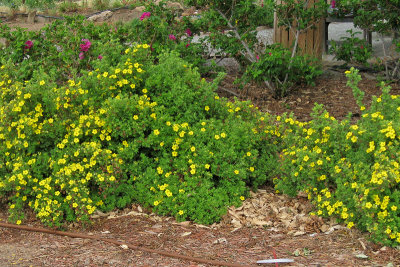Potentilla #413 (0514L)