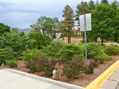 Barberry (8484)